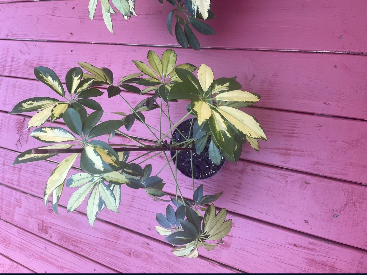Umbrella Plant For Sale