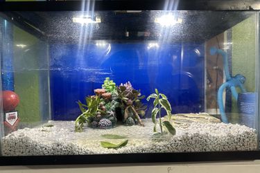 Medium Fish Tank
