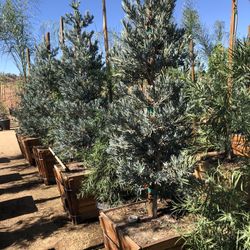 Icee Blue Podocarpus , Yellow-Wood Podocarps elongatus ‘Monmal’, Hedge And Privacy 24” Box