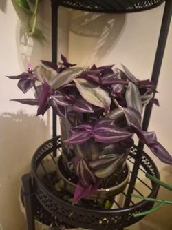 Wandering jew plant plus flower pot included