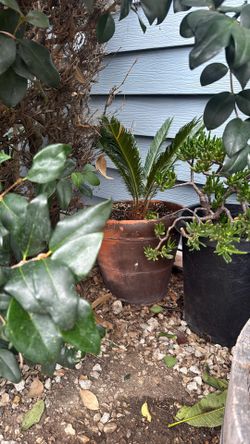 Sago Plant
