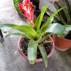 Bromelia