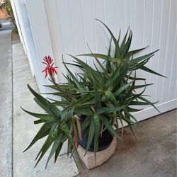 Aloe Vera medicinal plant