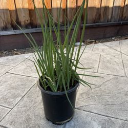 Green Onion In 5 Gallon Pot