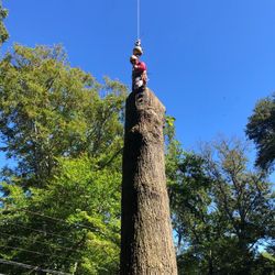 Se Cortan Árboles Buen Precio