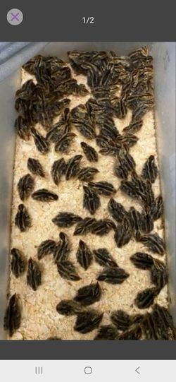 Jumbo brown coturnix quail