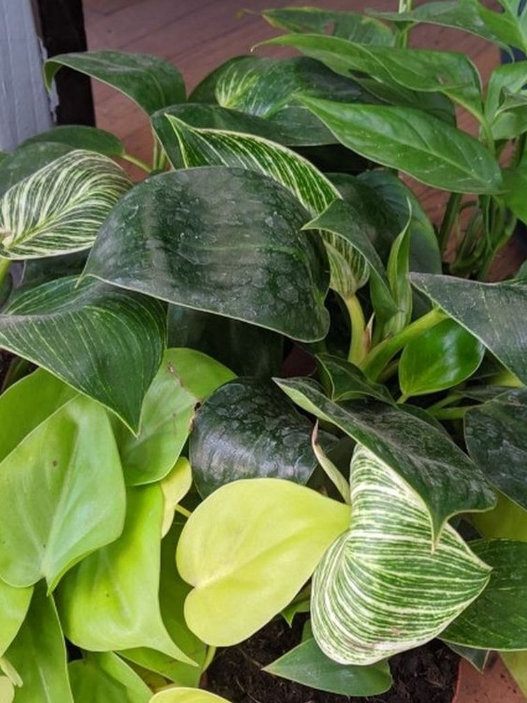 2/20 - So You're Going to Be a Plant Daddy - Succulent & Pottery Sale