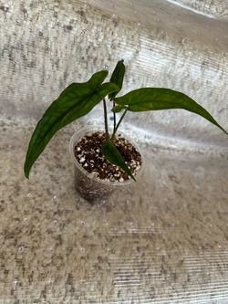 Syngonium