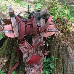 Mule, Horse  Packing