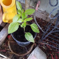 Plantas  De Insulina Ykalanchoa Para La Deabetis 
