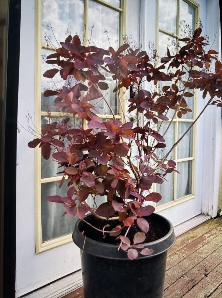Beautiful Smoke Plants