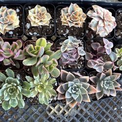 Variegated Succulents 