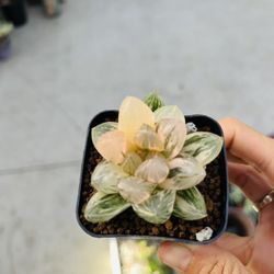 Haworthia Variegated Imported 