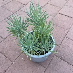 Homegrown Large Beautiful Mermaid Tail Plant In Pot