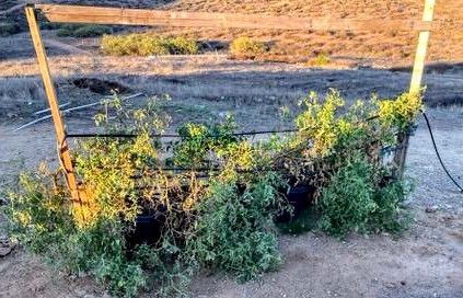 Tomato Plants https://offerup.com/redirect/?o=MjAuR2Fs