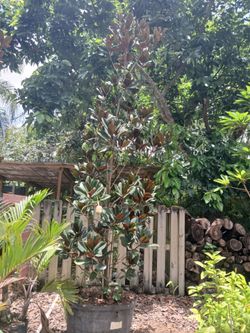 Magnolia Tree 12ft $475