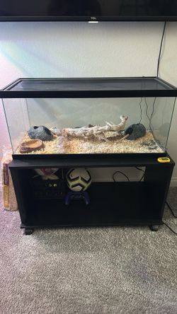 Tank and leopard gecko 🦎