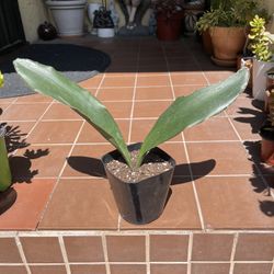 Whale Fin sansevieria Snake Plant