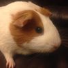 CherryDa_ GuineaPig