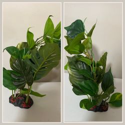 (2) Fluval Anubia Plant 12” , Pack of Two (2)
