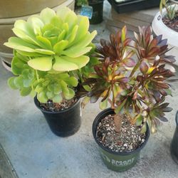 buy 2 get 1 free  today❤aeonium season Frabulous tree rose  succulent  Different kinds