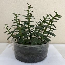 Adorable 10” Jade 🩵 Purify Air 🌱Mood ☘️  Positive Energy