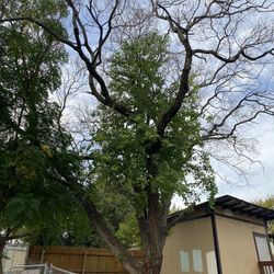 GOOD PRICE ON 🌳🌳Removal 