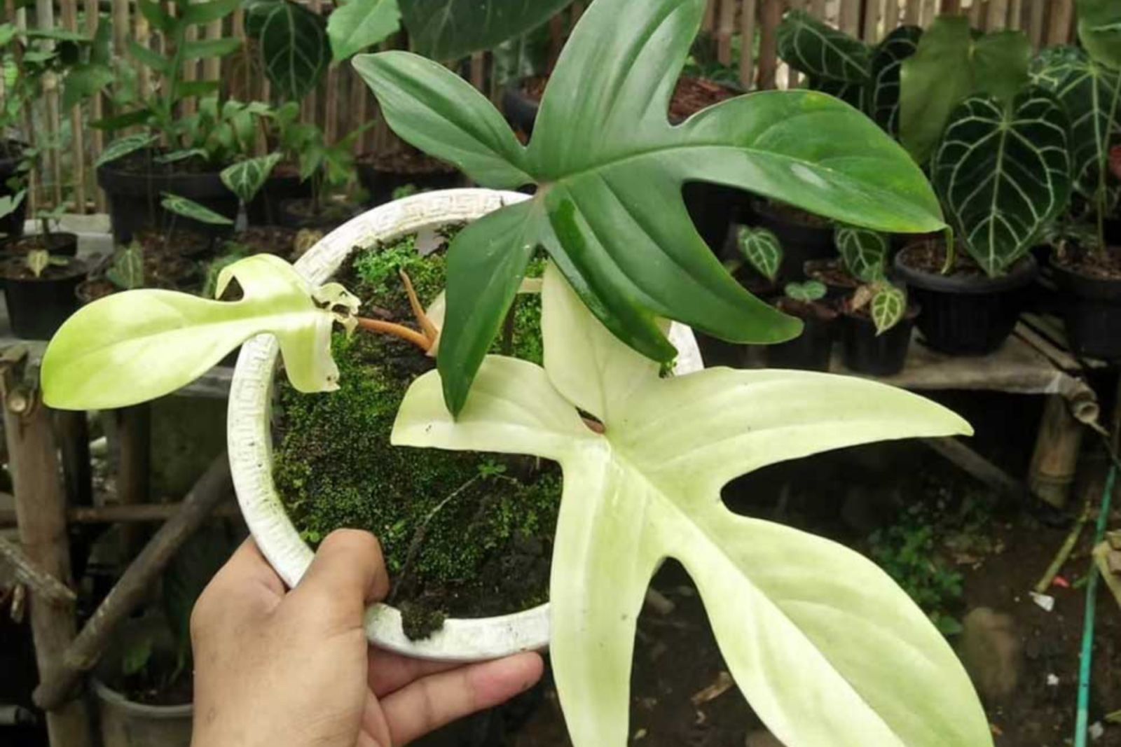 Philodendron Florida Ghost – Rare Variegated Aroid Starter Plant, Live Indoor Tropical Plant (No Pot)