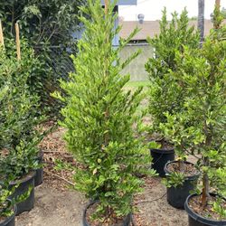 Carolina Privacy Hedge