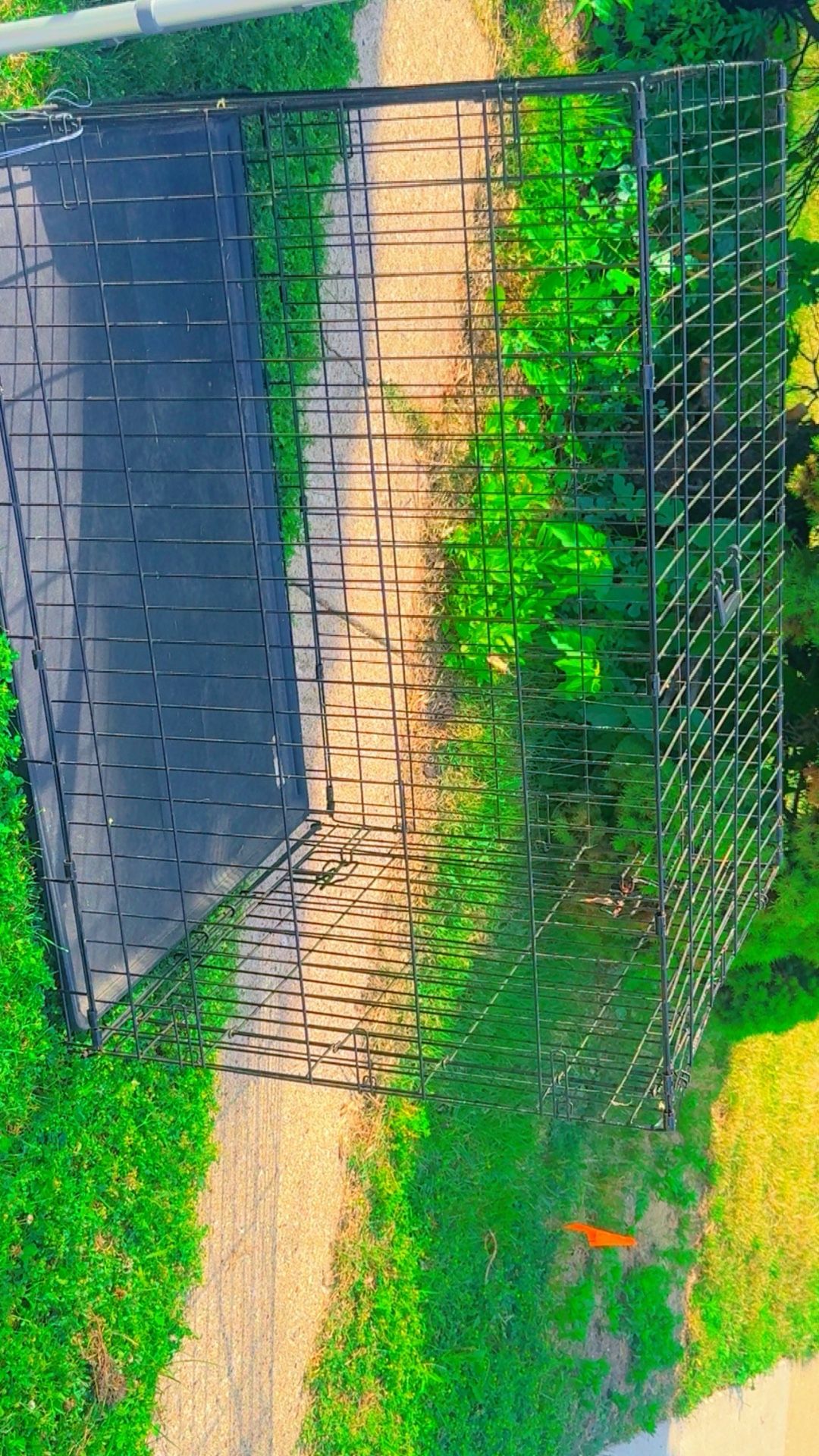 Cage ( Dog)