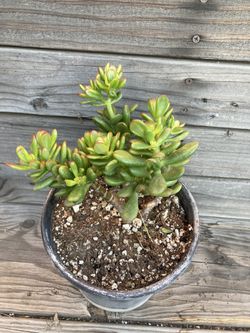 Jade Gollum Succulent