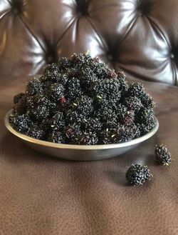 Dwarf Everbearing Mulberry Clippings for Rooting