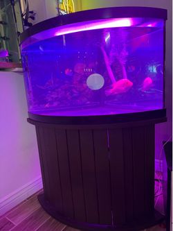 Fish tank