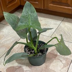Philodendron Silver Sword – Rooted in 6” Nursery Pot