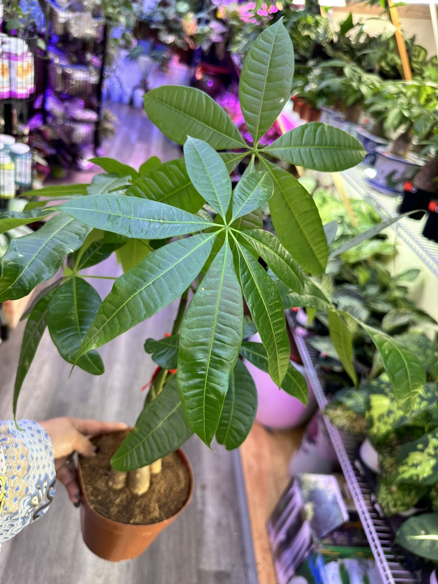 Braided 7 Leaves Money Trees, Rare And Lucky Plants