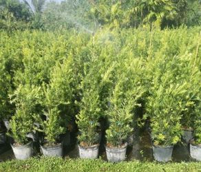 Podocarpus Privacy Plant 3g full size