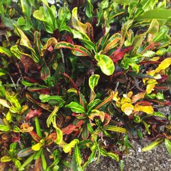 BEAUTIFUL CROTON PLANT IN 7 GALLONS  OVER 3' FEET TALL FOR ONLY $15. ONLY A FEW LEFT