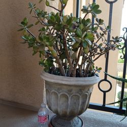 Big Pot With Big Jade Plant