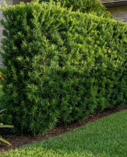 Podocarpus 6-7 feet tall