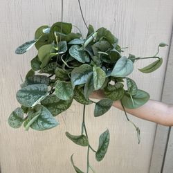 6” Big Scindapsus Exotica Súper Full