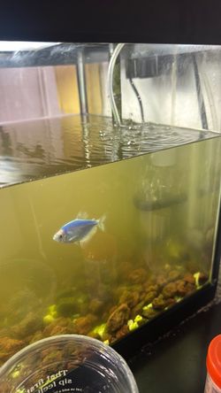 Vendo pecera chica 4 galones con pescado incluido