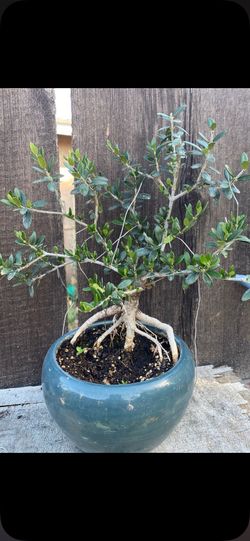 routes are exposing Bonsai olive tree 7 years old  $65 roots  are exposing