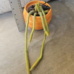 Rat Tail Cactus Plant 🐀🌵