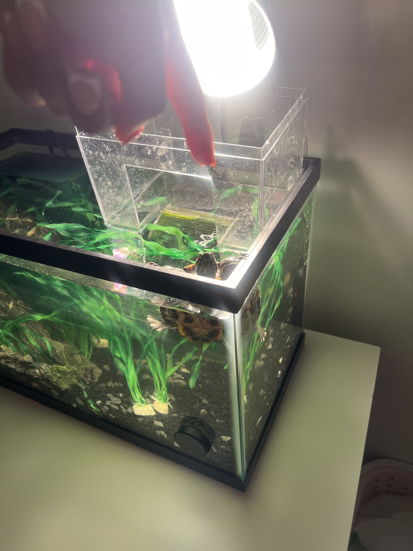 10 Gallon Turtle Aquarium Setup — Complete Starter Kit 🐢