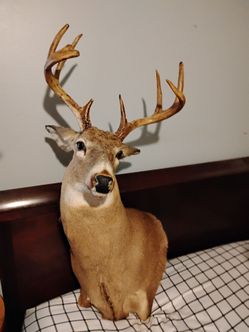 8 point Deer Head