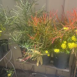 Super Large Fire Stick Plants