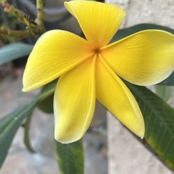 Heavenly Yellow