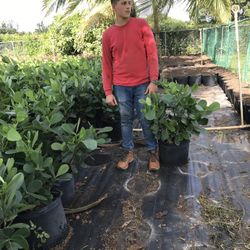 Clusias Plants 7 Gallon 