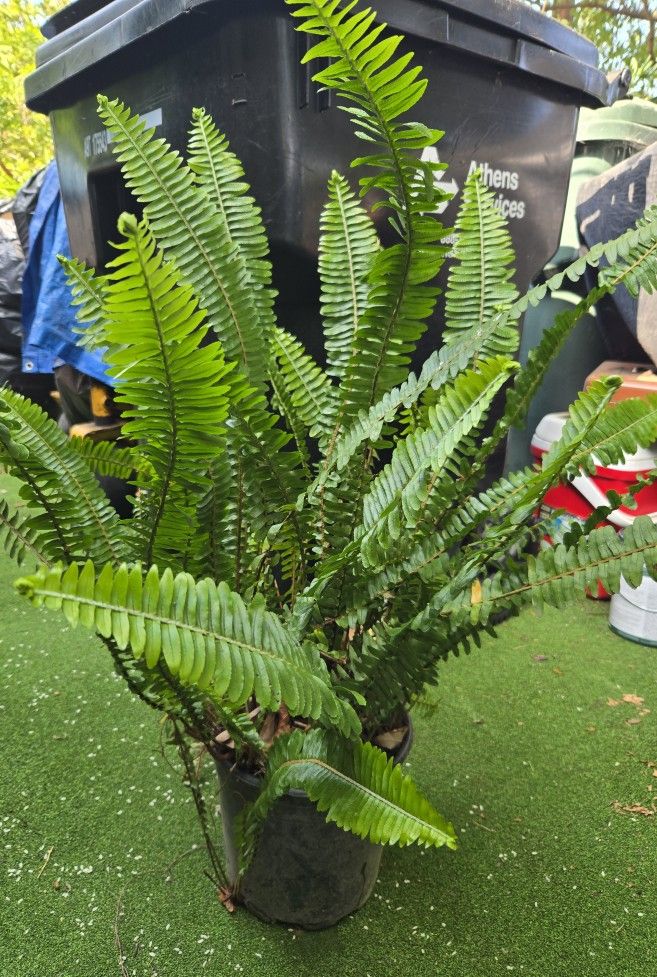 Helecho Plant