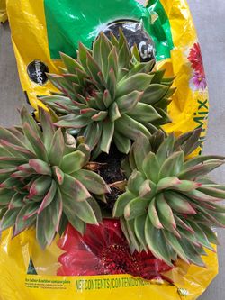 Plants / Succulents